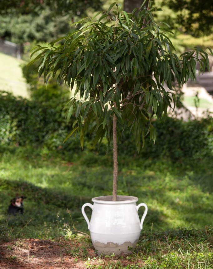 Portuguese Terracotta Large Urn